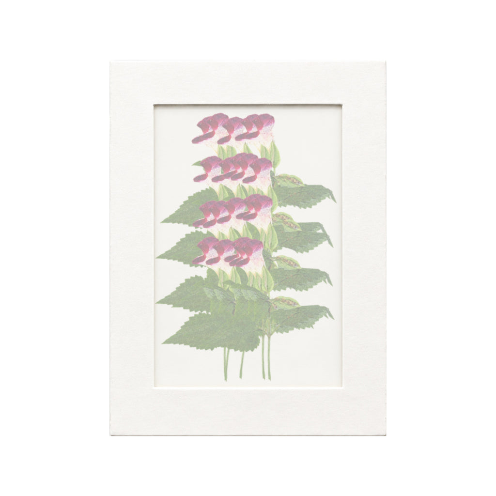 20 pressed Wishbone Flower stems in magenta beneath translucent tracing paper