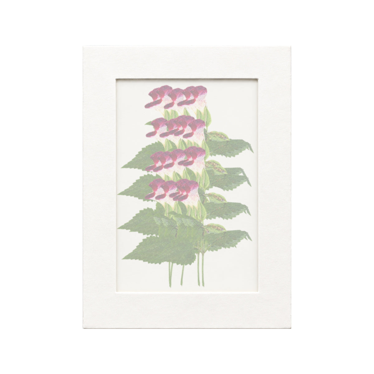 20 pressed Wishbone Flower stems in magenta beneath translucent tracing paper
