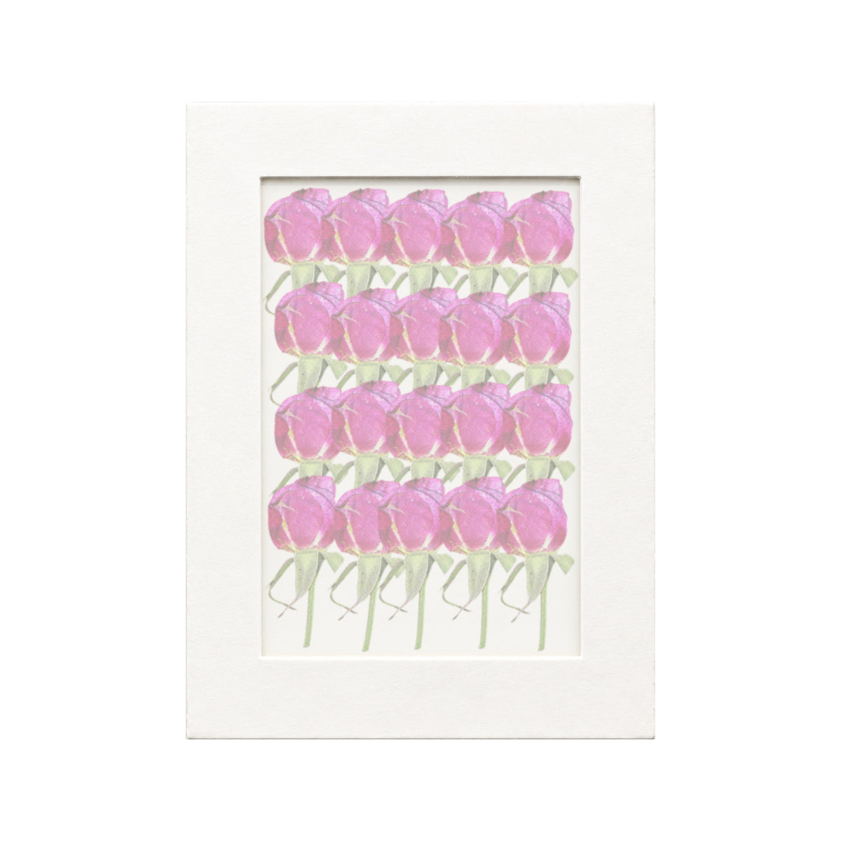 20 pressed Rose Buds stems in magenta beneath translucent tracing paper