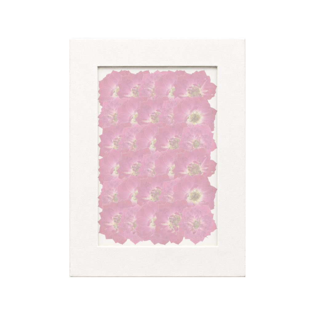 30 pressed Rose pieces in magenta beneath translucent tracing paper