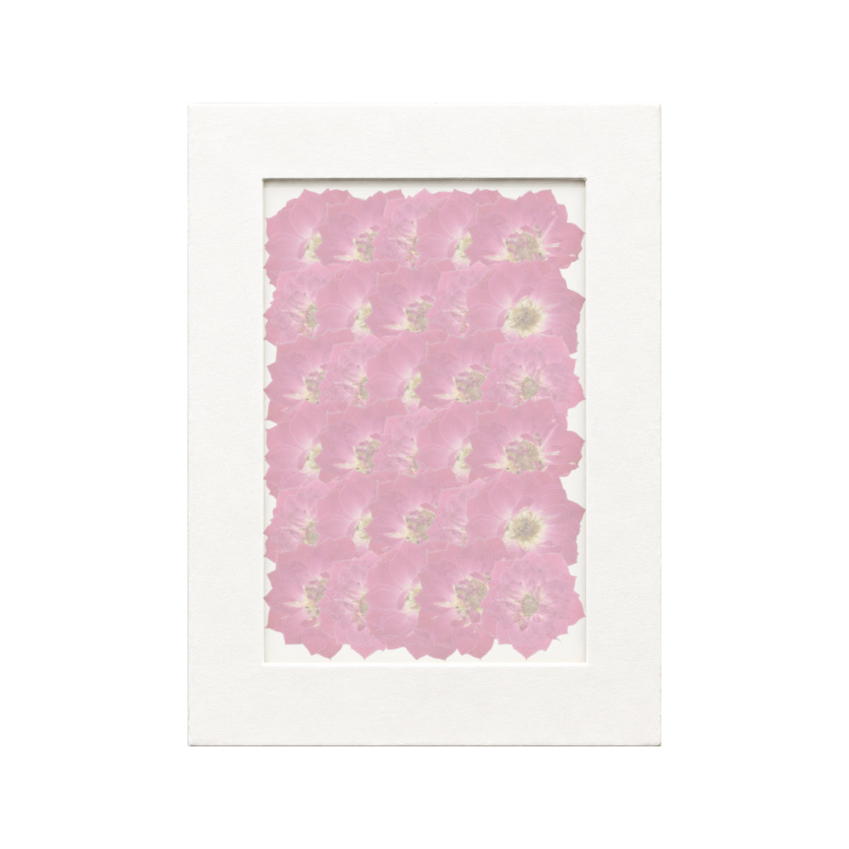 30 pressed Rose pieces in magenta beneath translucent tracing paper