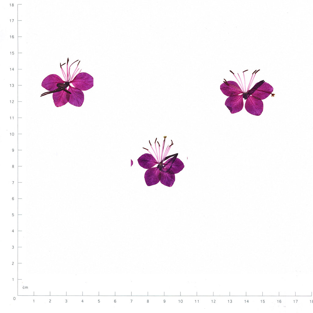 Pressed Flower Gaura, Magenta beside an 18 cm ruler