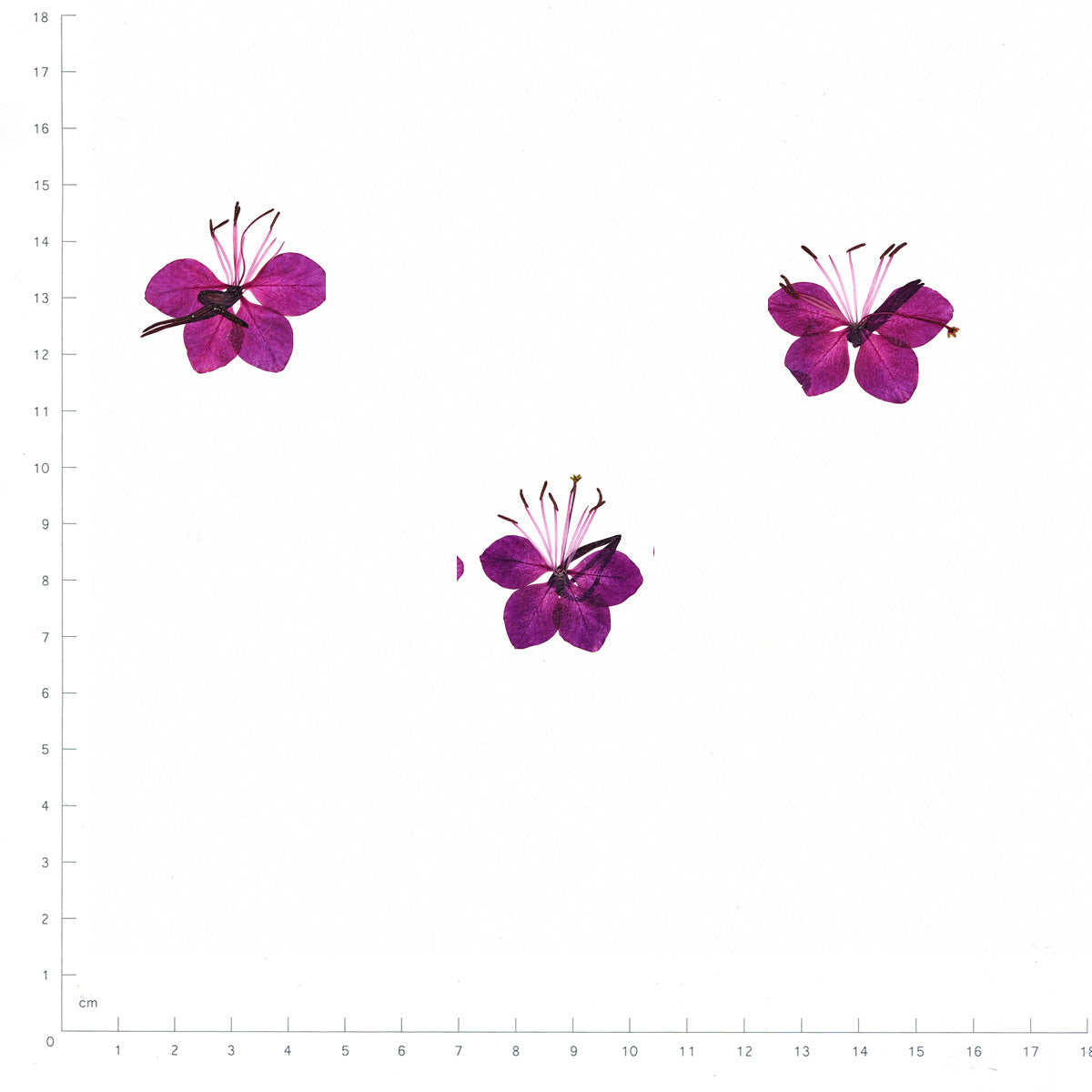 Pressed Flower Gaura, Magenta beside an 18 cm ruler