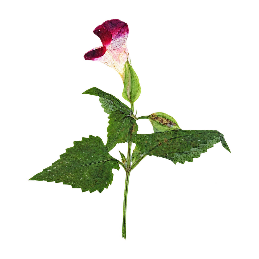 A pressed Wishbone Flower stem in magenta with its natural shape and texture