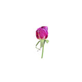 A pressed Rose Buds stem in magenta with its natural shape and texture