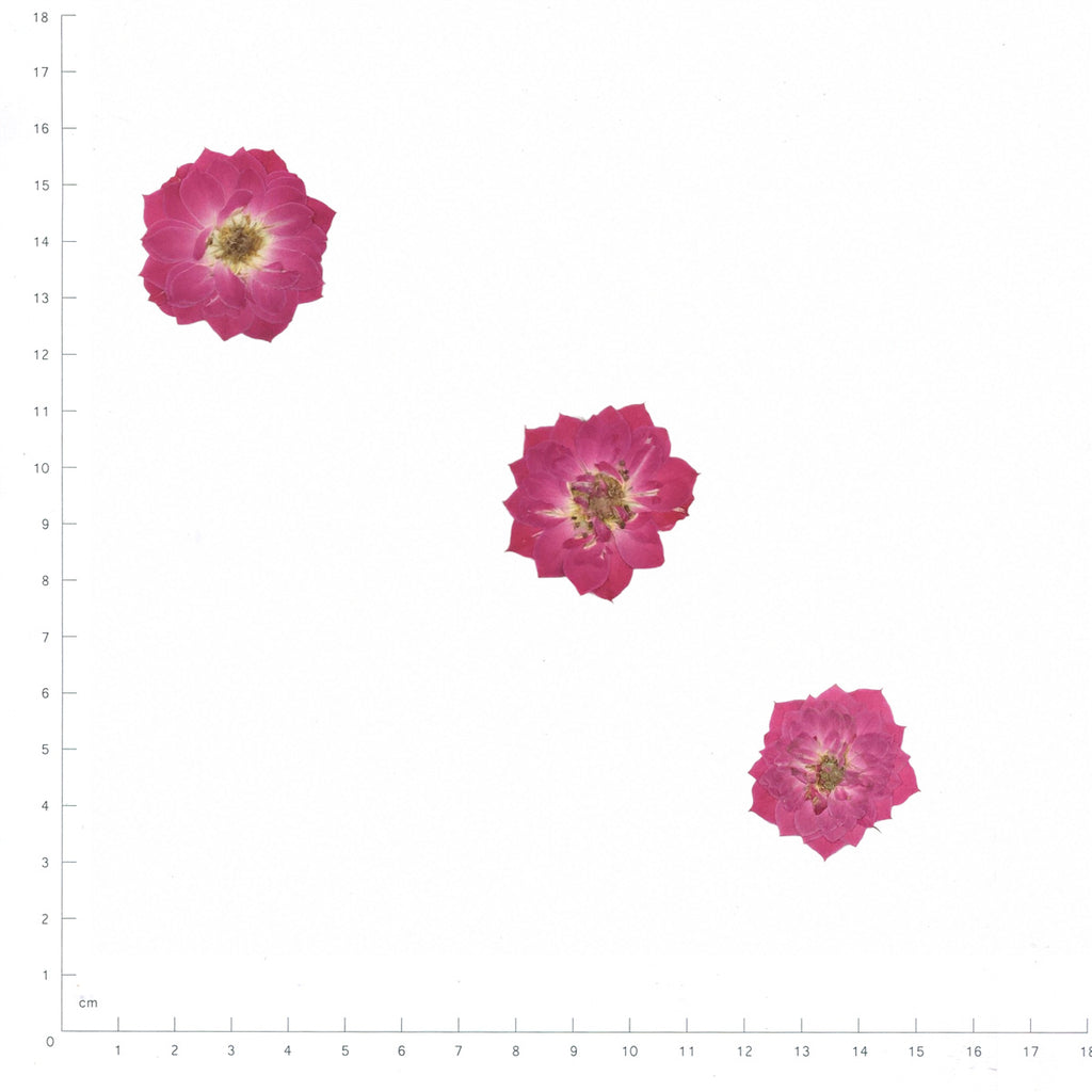 Pressed Rose specimens in magenta with their natural shape and texture