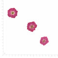 Pressed Rose specimens in magenta with their natural shape and texture