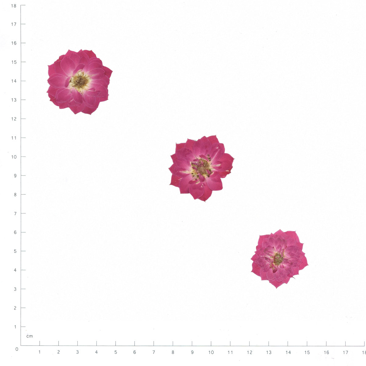 Pressed Rose specimens in magenta with their natural shape and texture