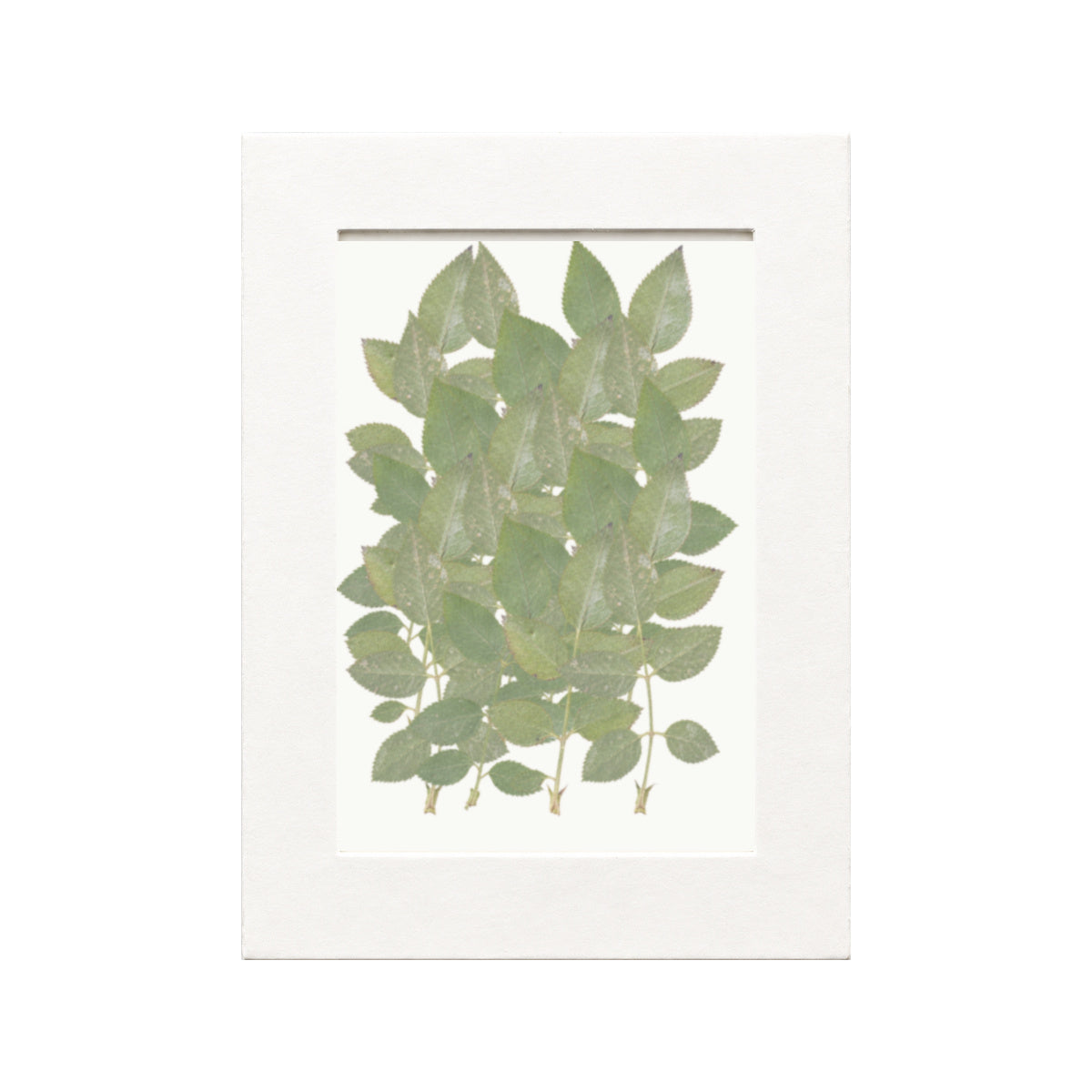 Pressed Rose Leaves, Natural Green, 20 pieces in white kraft packaging beneath translucent tracing paper