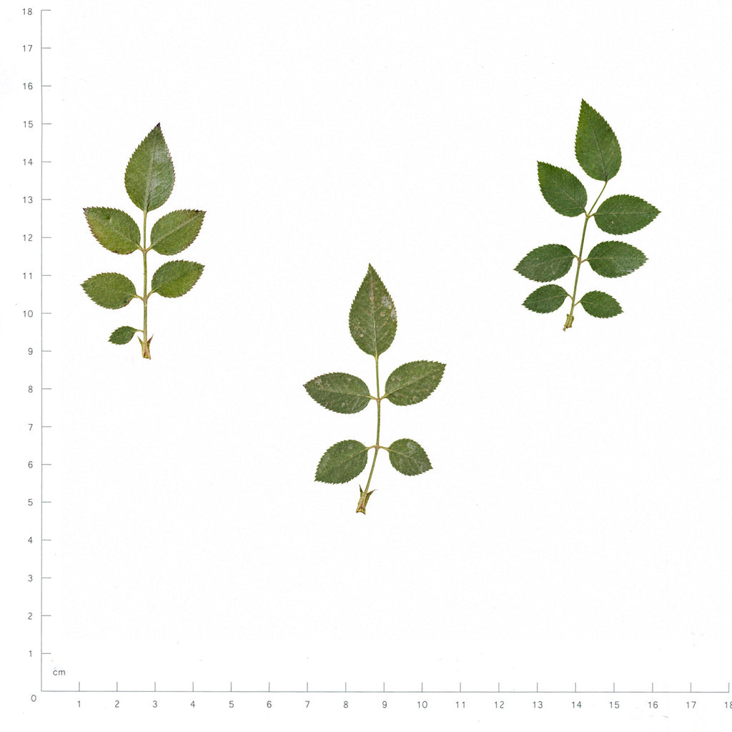 Pressed Rose Leaves, Natural Green beside a 180 mm ruler