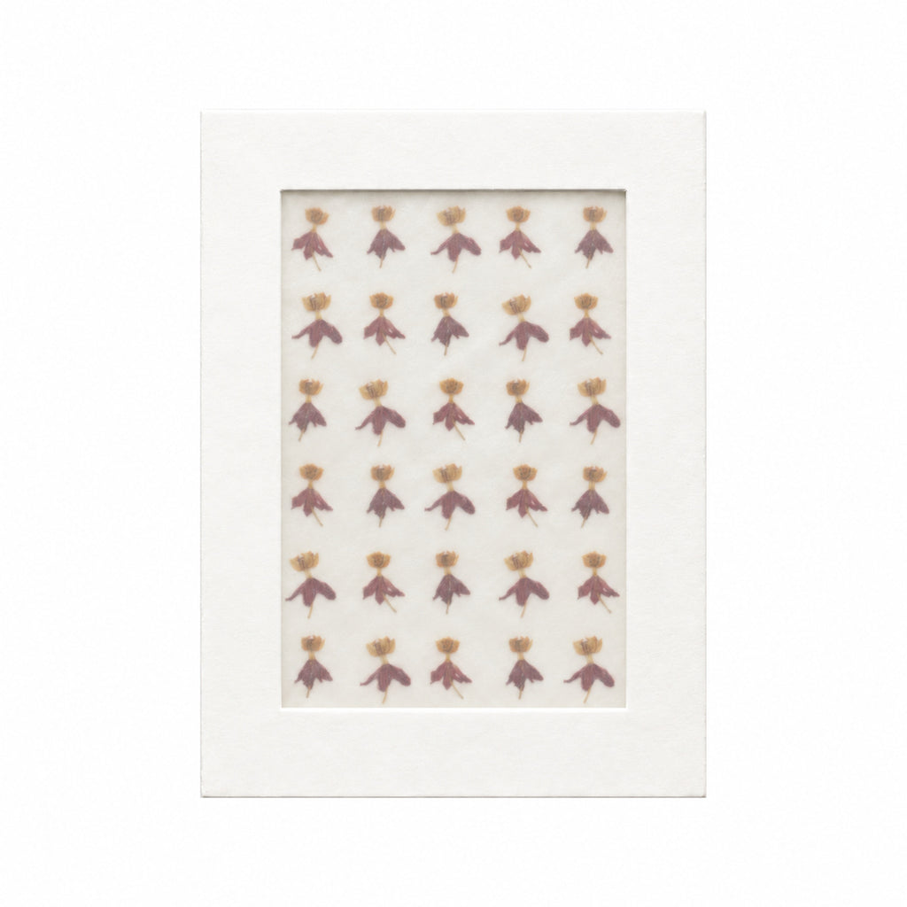Pressed Flower Milkweed, Orange and Burgundy, 30 pieces in white kraft packaging beneath translucent tracing paper