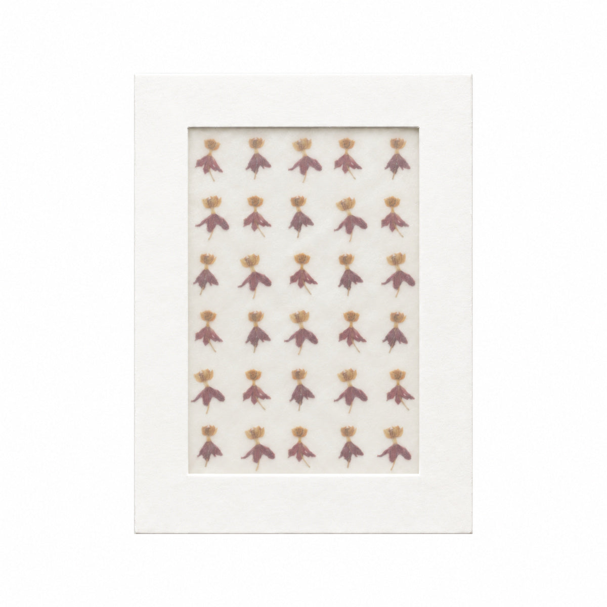 Pressed Flower Milkweed, Orange and Burgundy, 30 pieces in white kraft packaging beneath translucent tracing paper