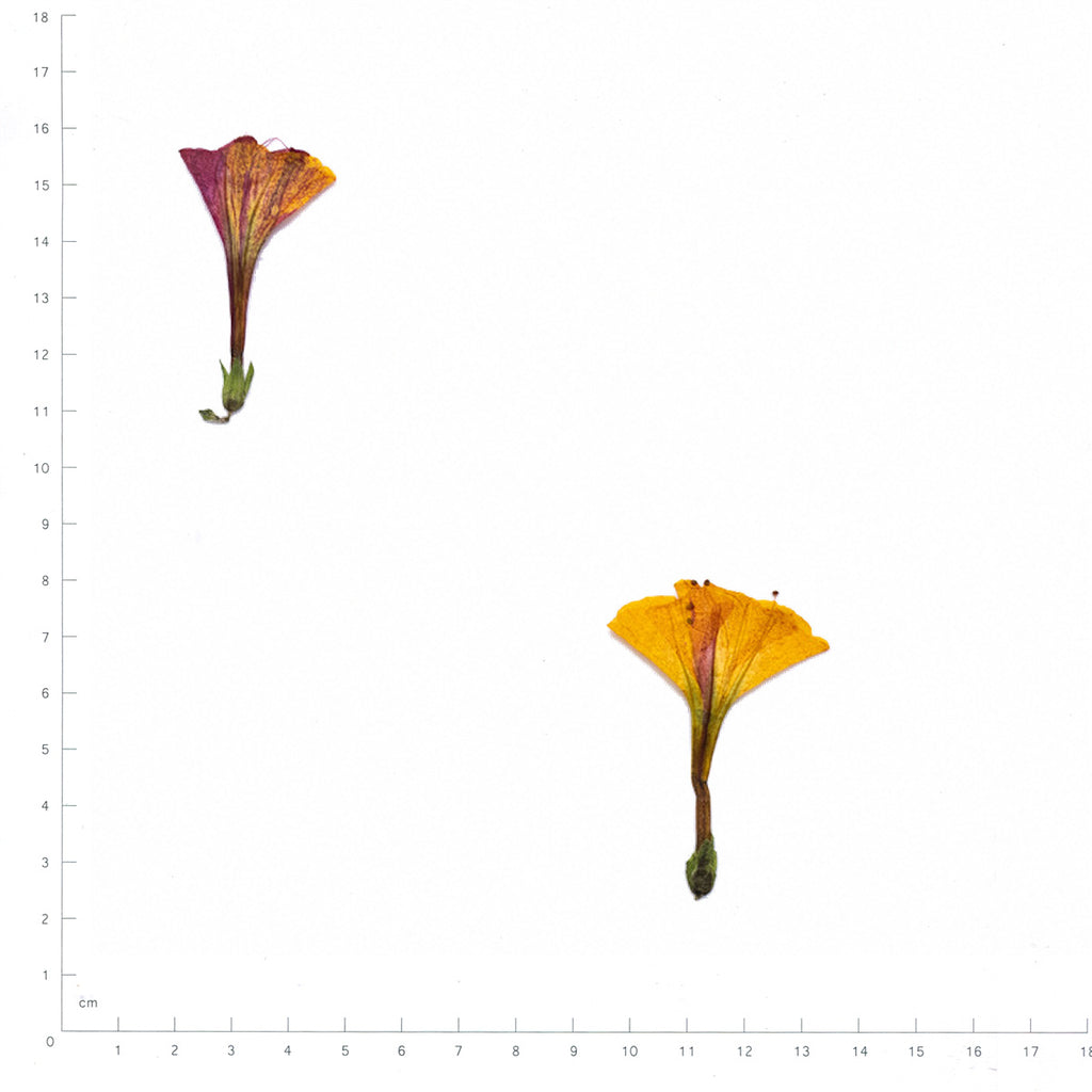 Pressed Four O’Clock specimens in orange gradient with their natural shape and texture