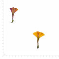 Pressed Four O’Clock specimens in orange gradient with their natural shape and texture