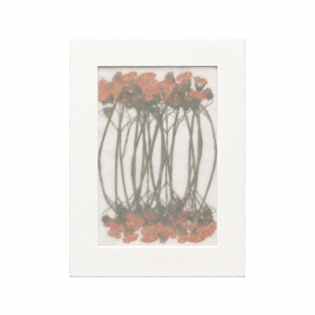 Pressed Flower Tassel Flower, Orange, 20 pieces in white kraft packaging beneath translucent tracing paper