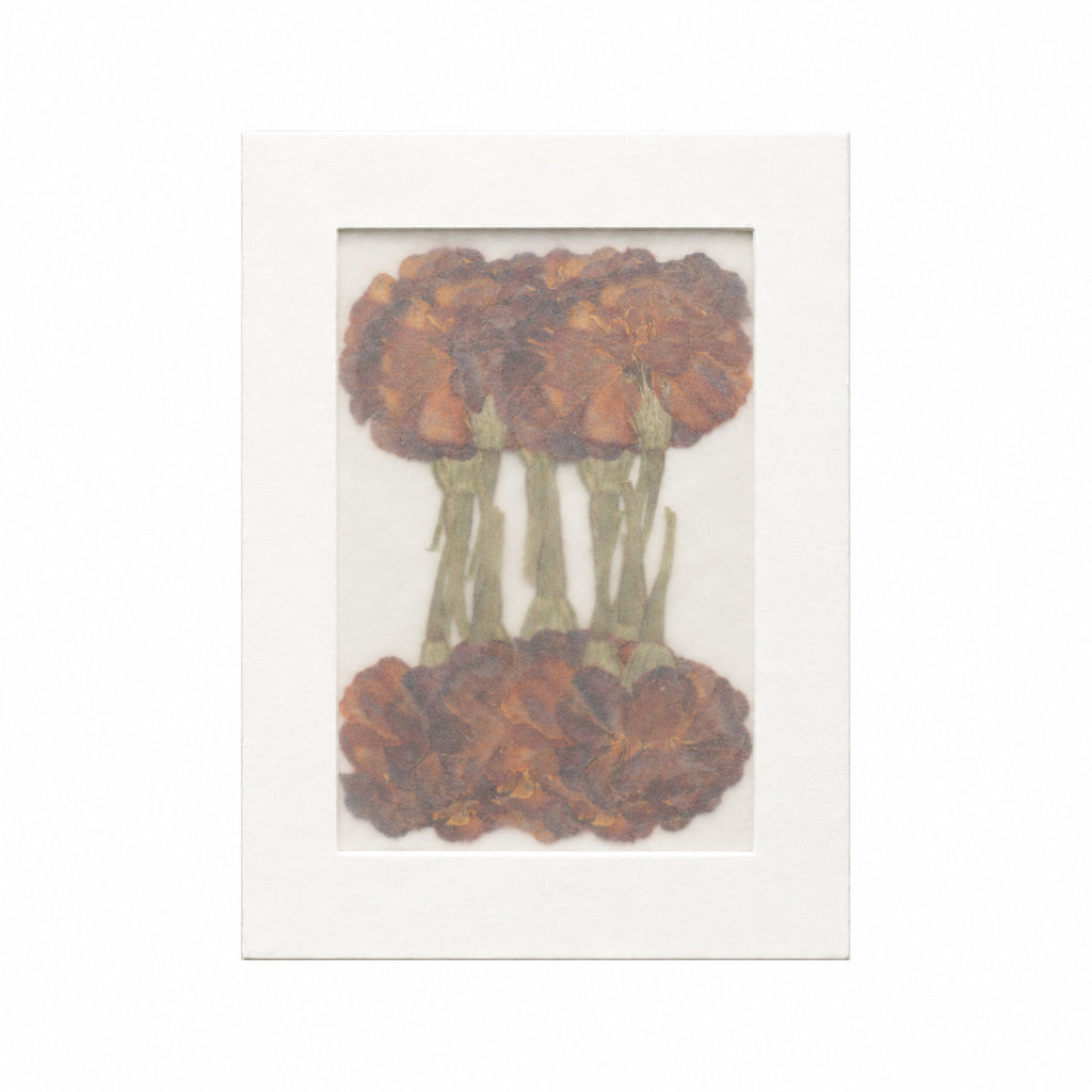 Pressed Flower Marigold, Orange, 20 pieces in white kraft packaging beneath translucent tracing paper