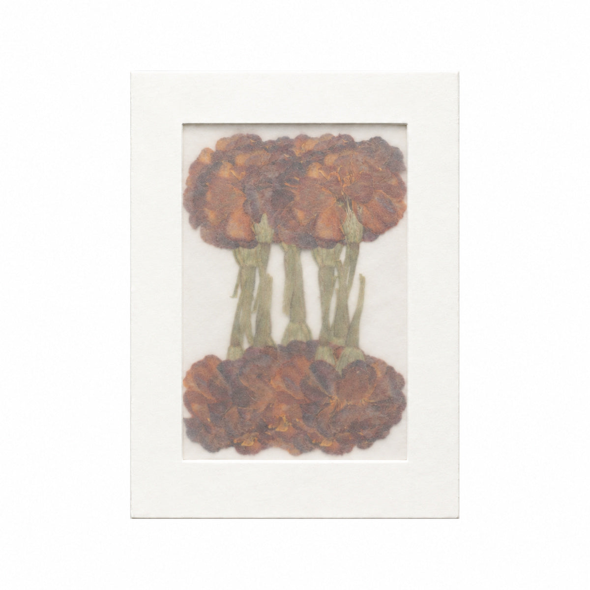 Pressed Flower Marigold, Orange, 20 pieces in white kraft packaging beneath translucent tracing paper