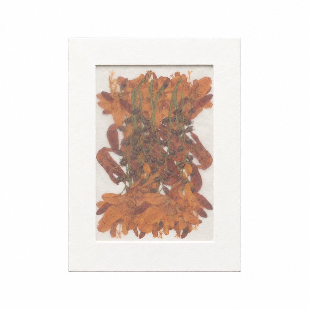 Pressed Flower Crocosmia, Orange, 20 pieces in white kraft packaging beneath translucent tracing paper