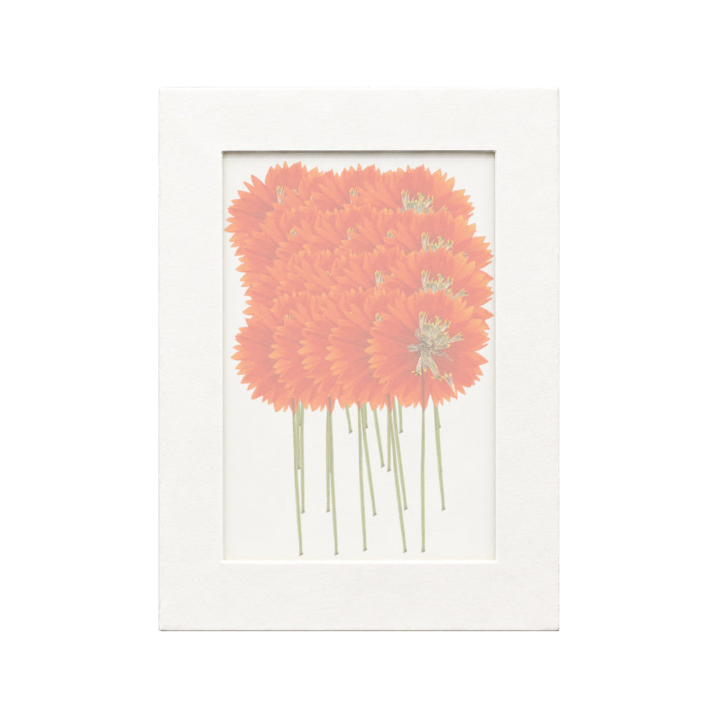 20 pressed Sulfur Cosmos stems in orange beneath translucent tracing paper
