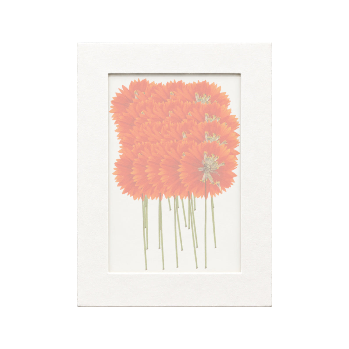 20 pressed Sulfur Cosmos stems in orange beneath translucent tracing paper
