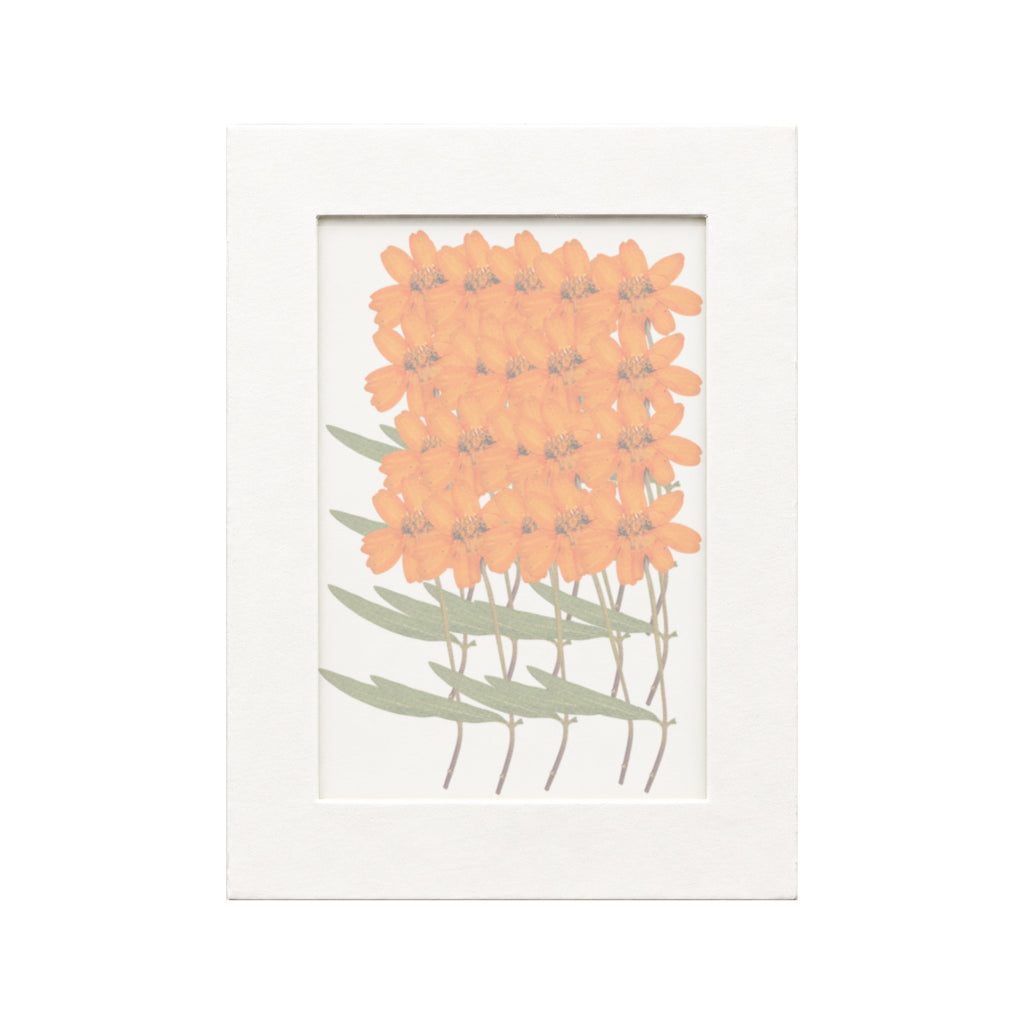 20 pressed Zinnia stems in orange beneath translucent tracing paper