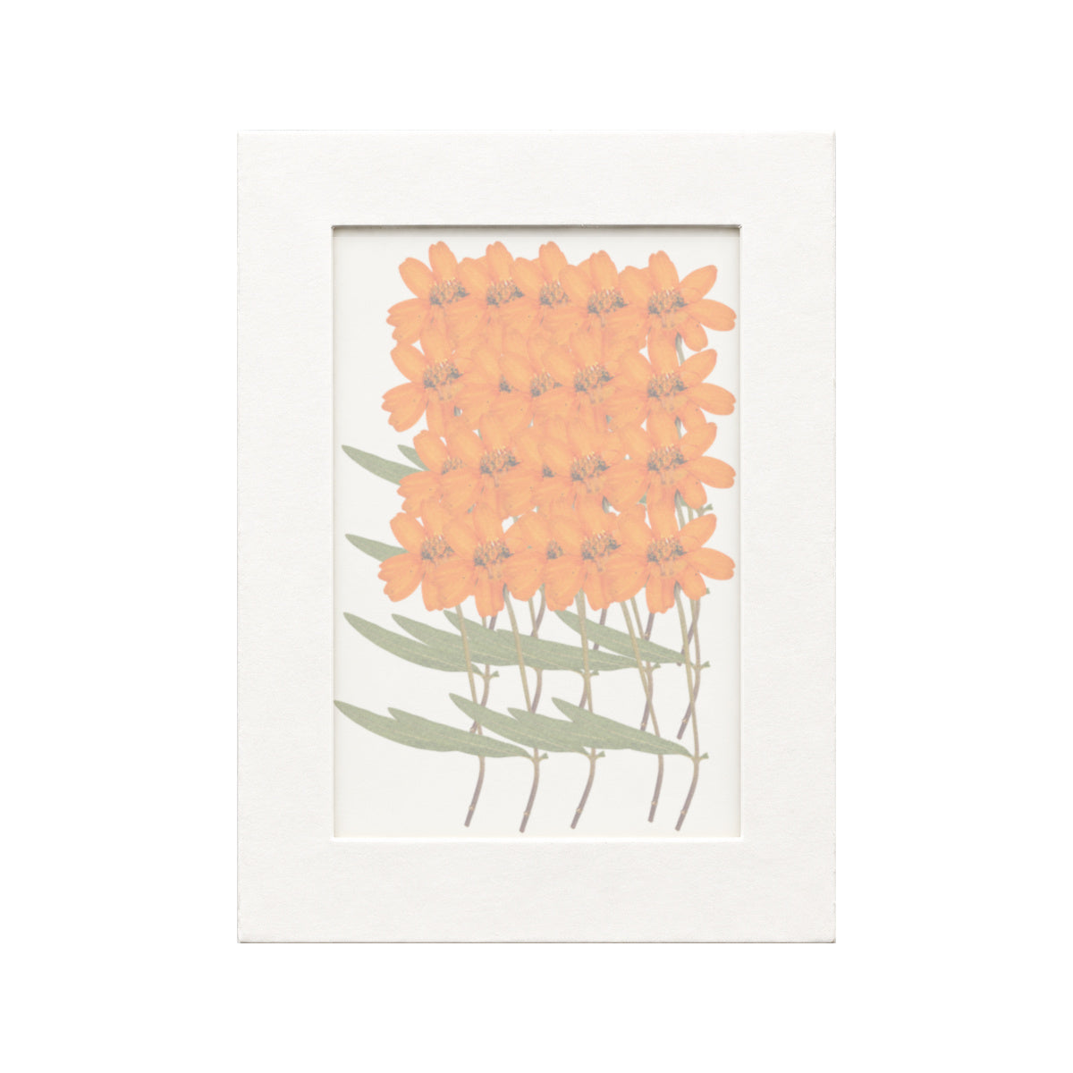 20 pressed Zinnia stems in orange beneath translucent tracing paper