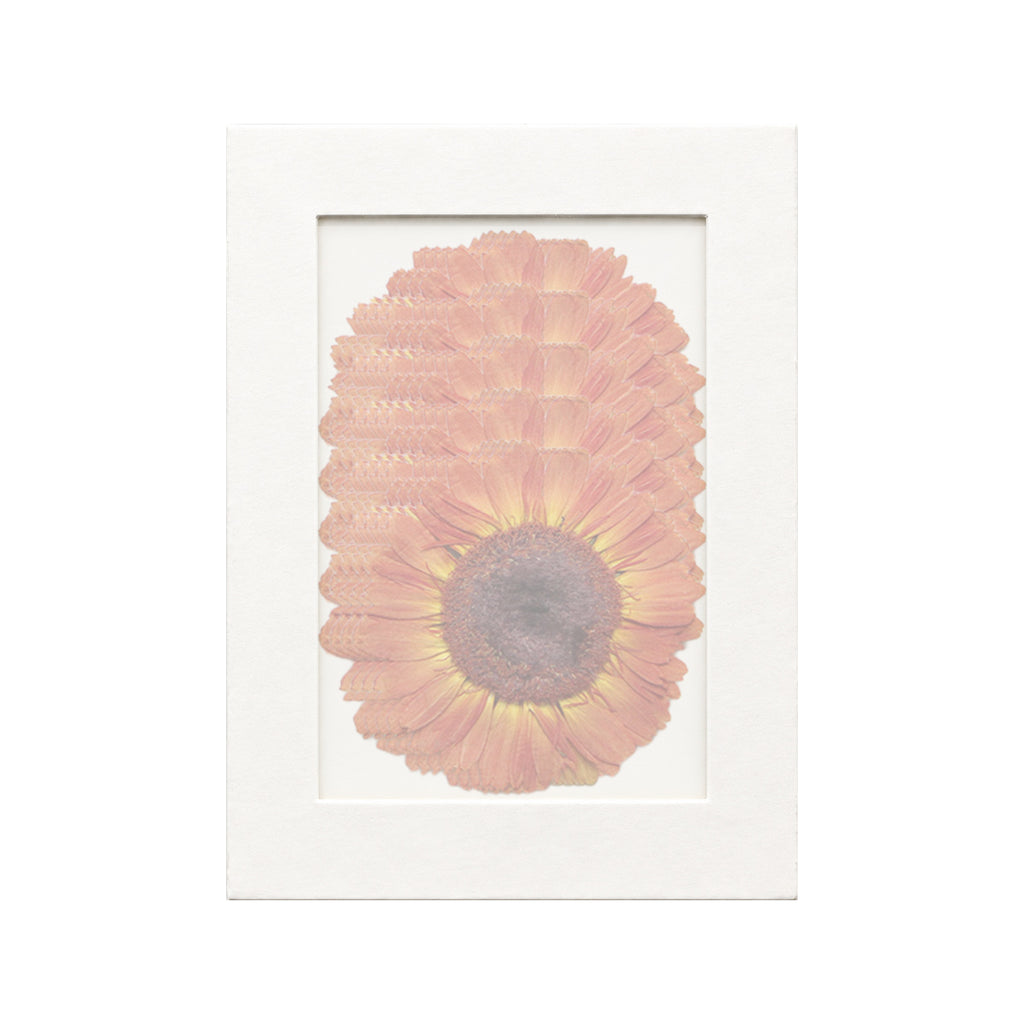 20 pressed Gerbera pieces in orange beneath translucent tracing paper