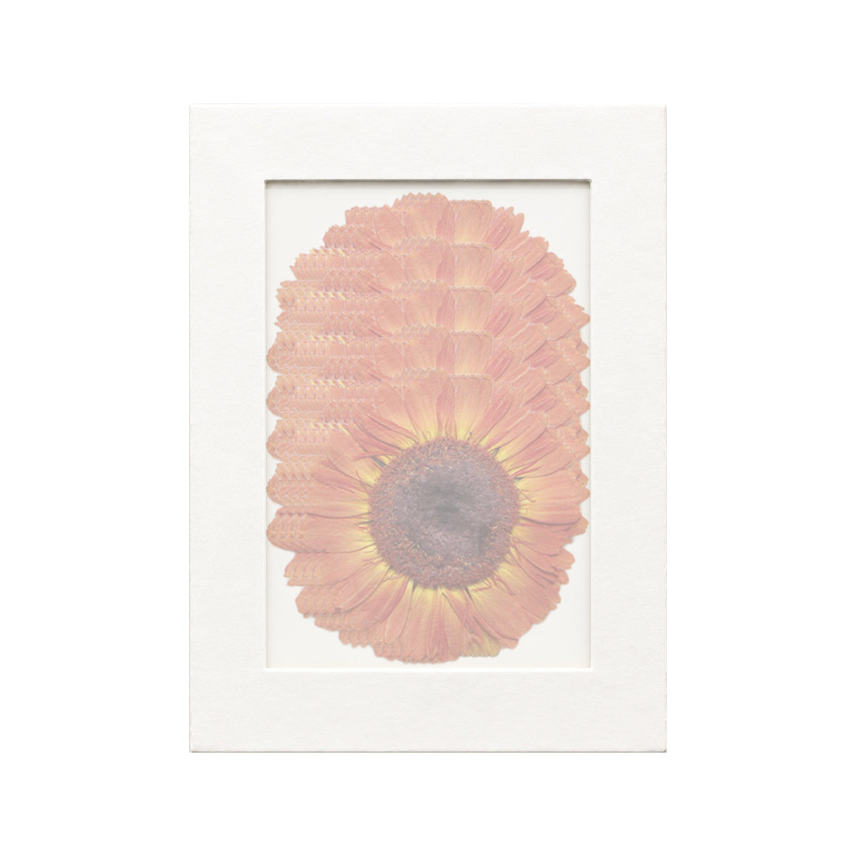 20 pressed Gerbera pieces in orange beneath translucent tracing paper