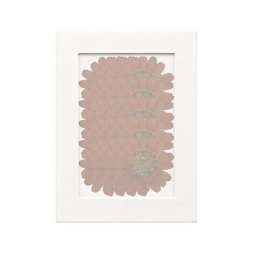 20 pressed Zinnia pieces in orange beneath translucent tracing paper