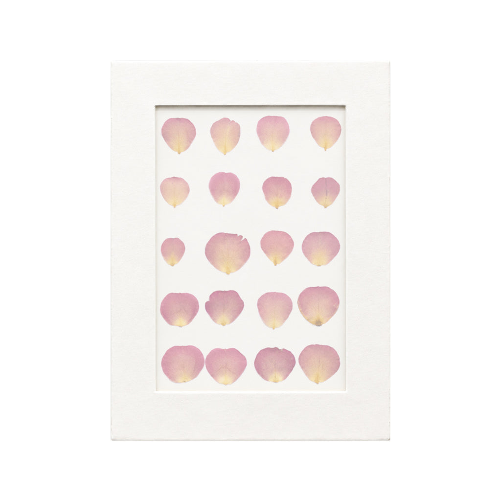20 pressed Rose Petals pieces in orange beneath translucent tracing paper