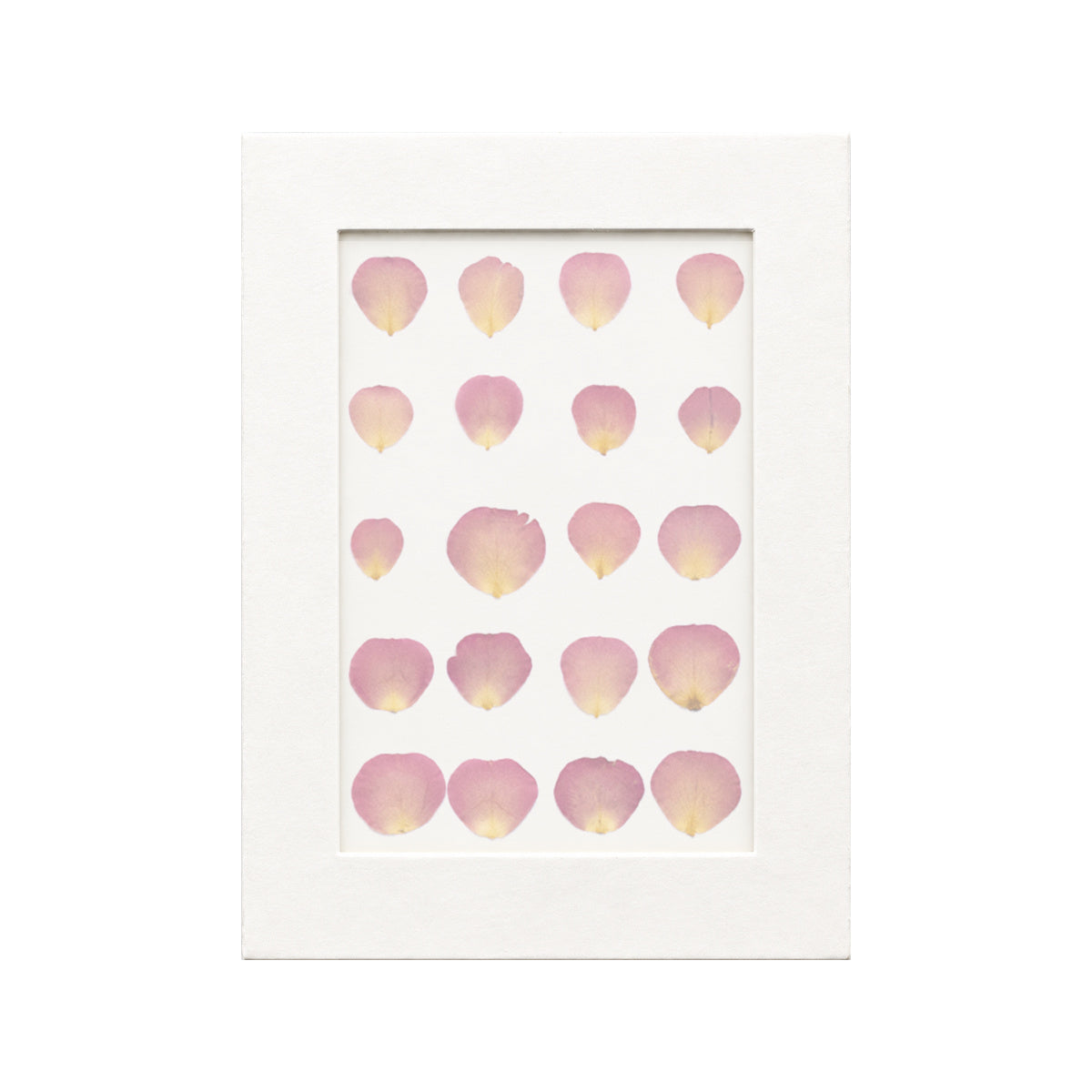 20 pressed Rose Petals pieces in orange beneath translucent tracing paper