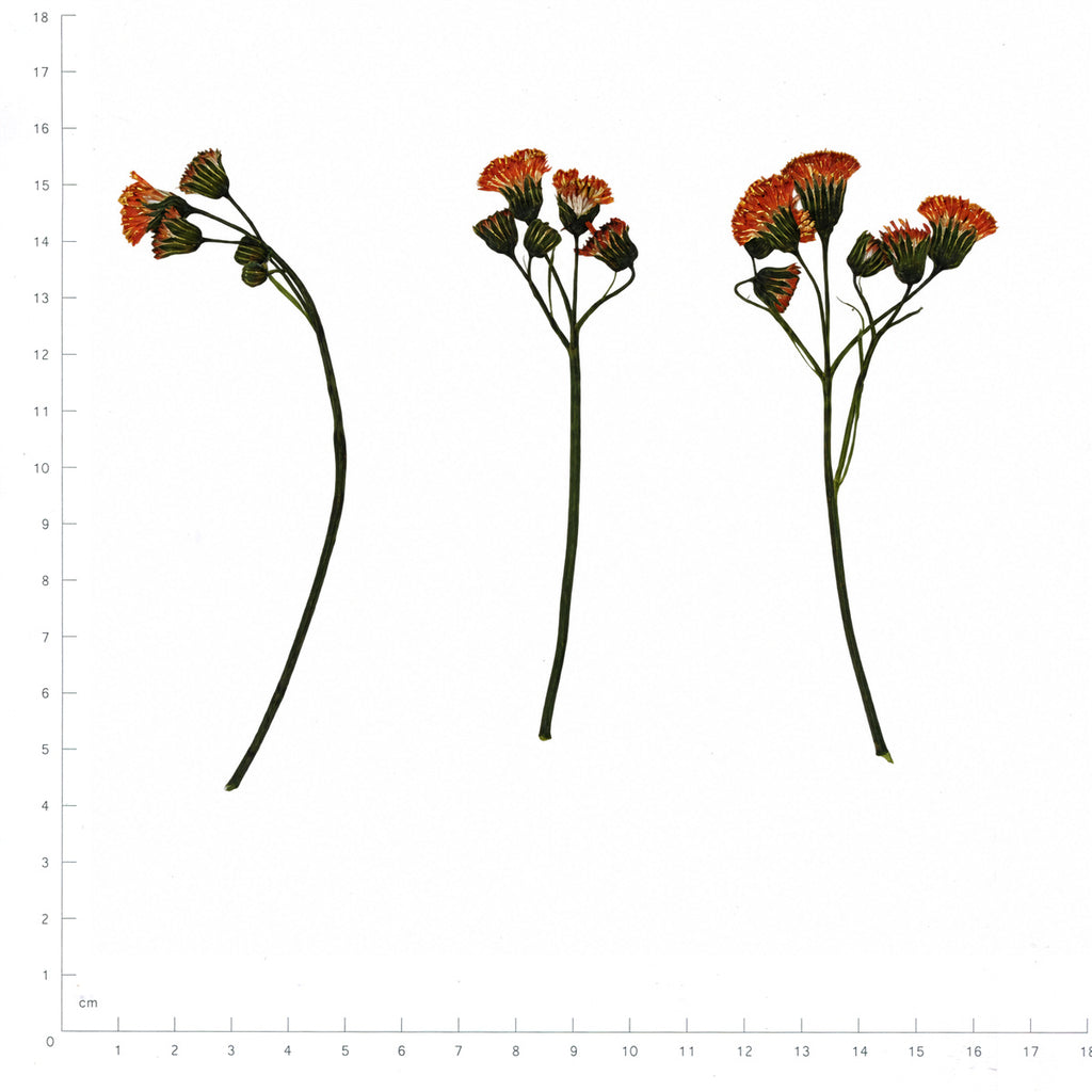 Pressed Flower Tassel Flower, Orange beside an 18 cm ruler