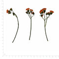 Pressed Flower Tassel Flower, Orange beside an 18 cm ruler