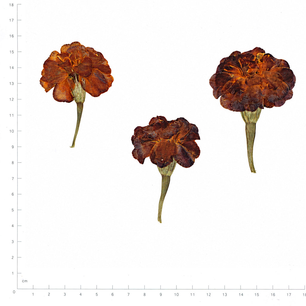 Pressed Flower Marigold, Orange beside a 180 mm ruler