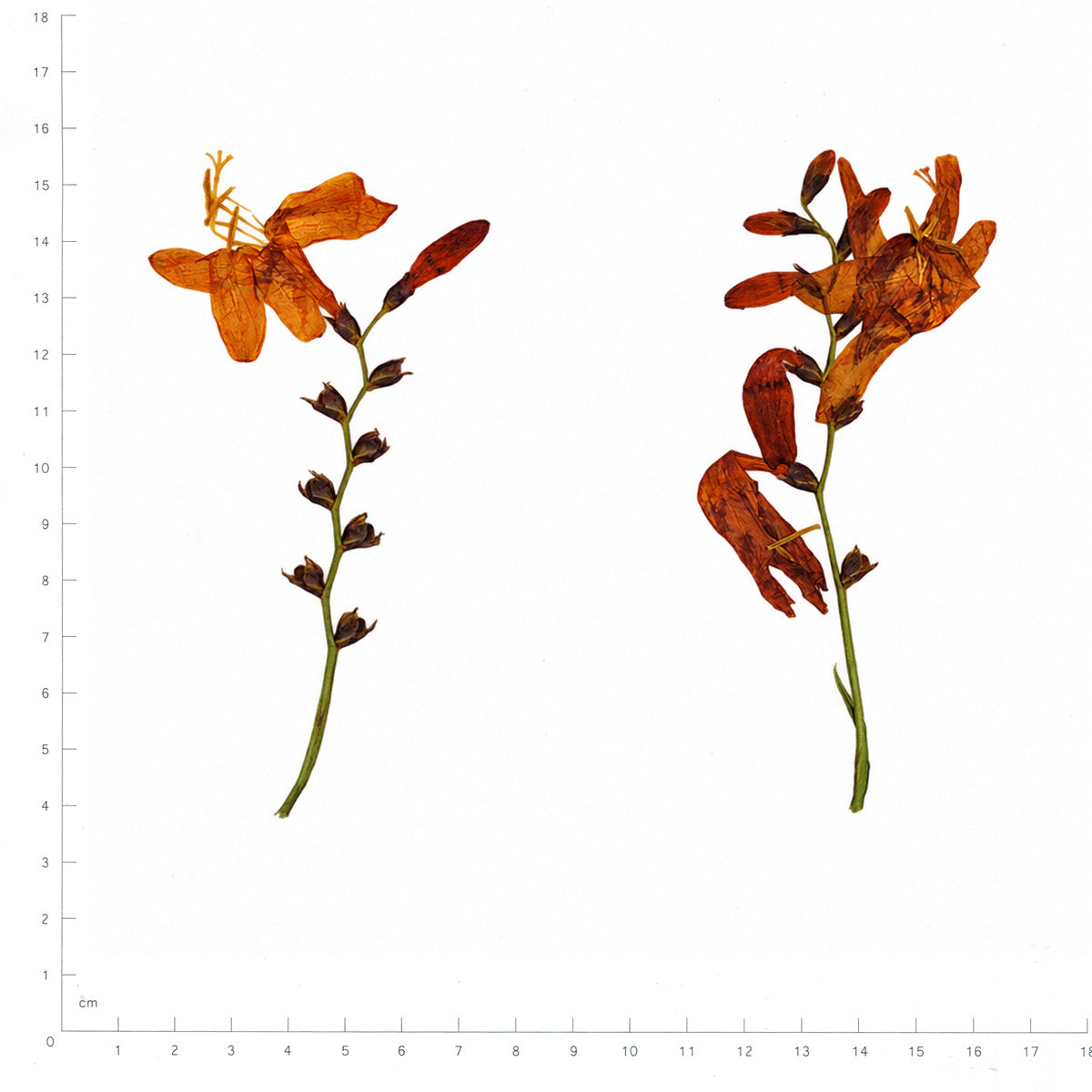 Pressed Flower Crocosmia, Orange beside an 18 cm ruler