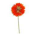 A pressed Sulfur Cosmos stem in orange with its natural shape and texture