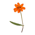 A pressed Zinnia stem in orange with its natural shape and texture