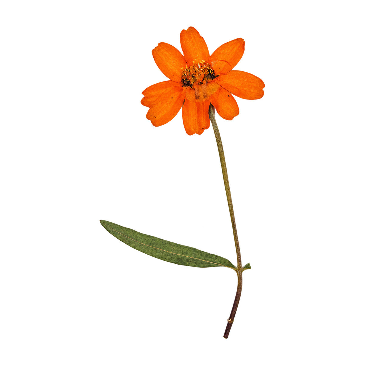A pressed Zinnia stem in orange with its natural shape and texture