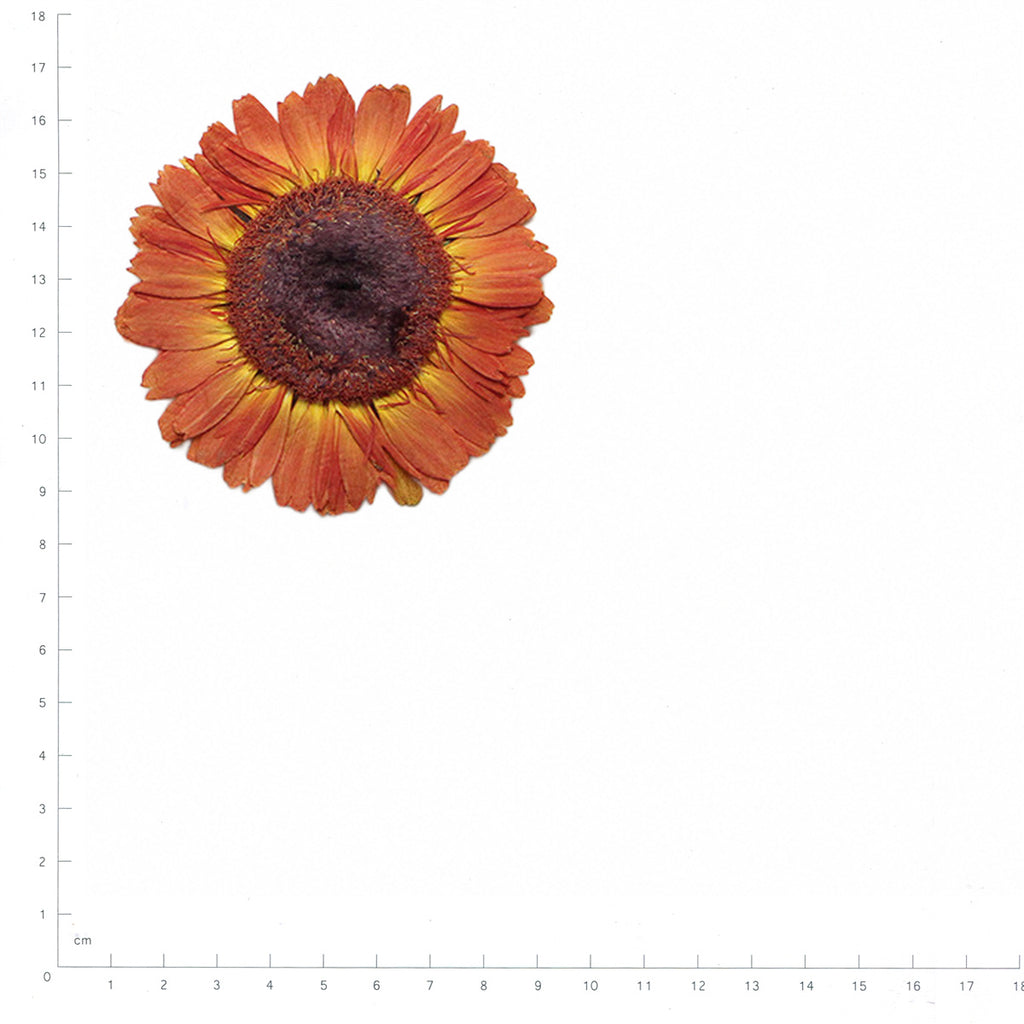 Pressed Gerbera specimens in orange with their natural shape and texture