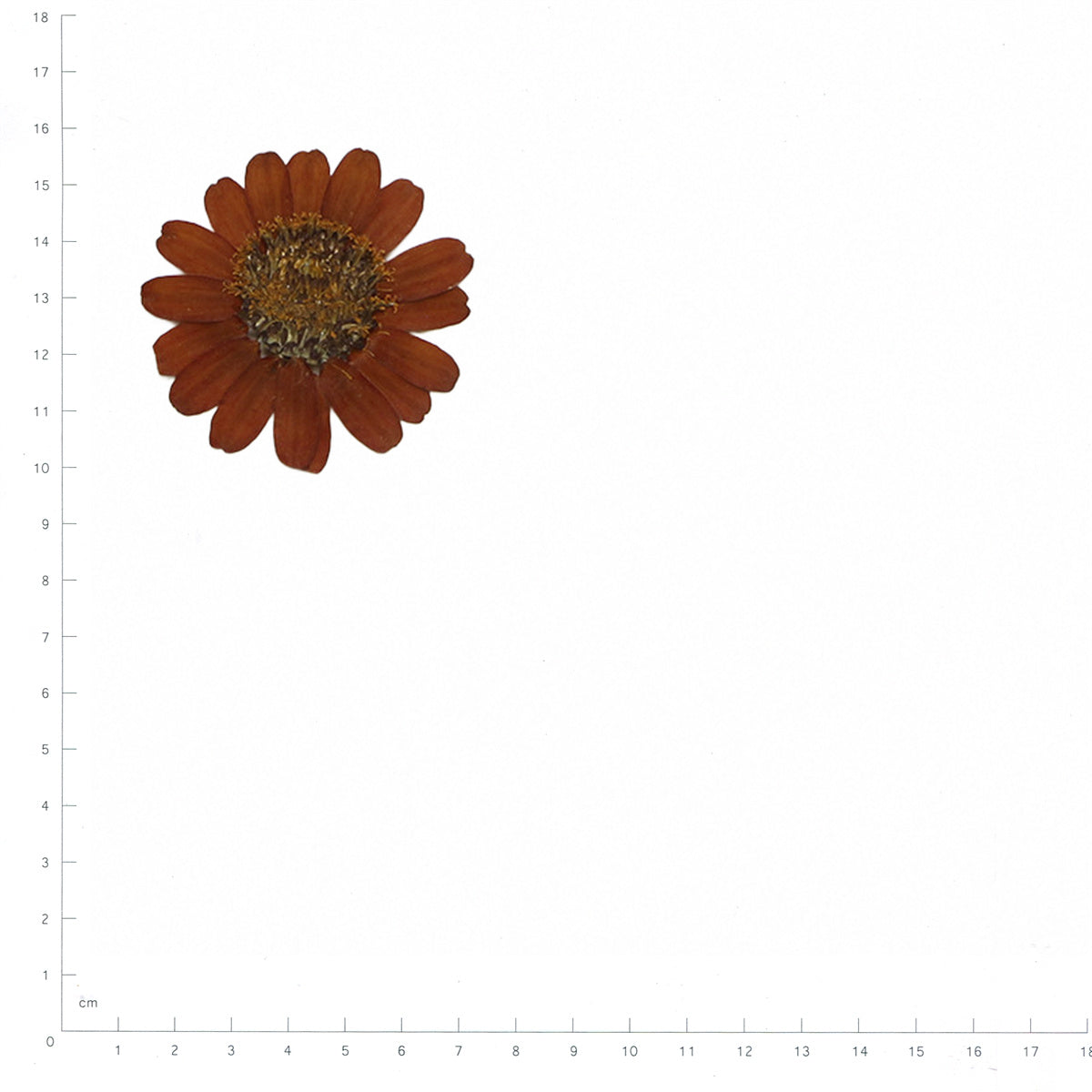 Pressed Zinnia specimens in orange with their natural shape and texture