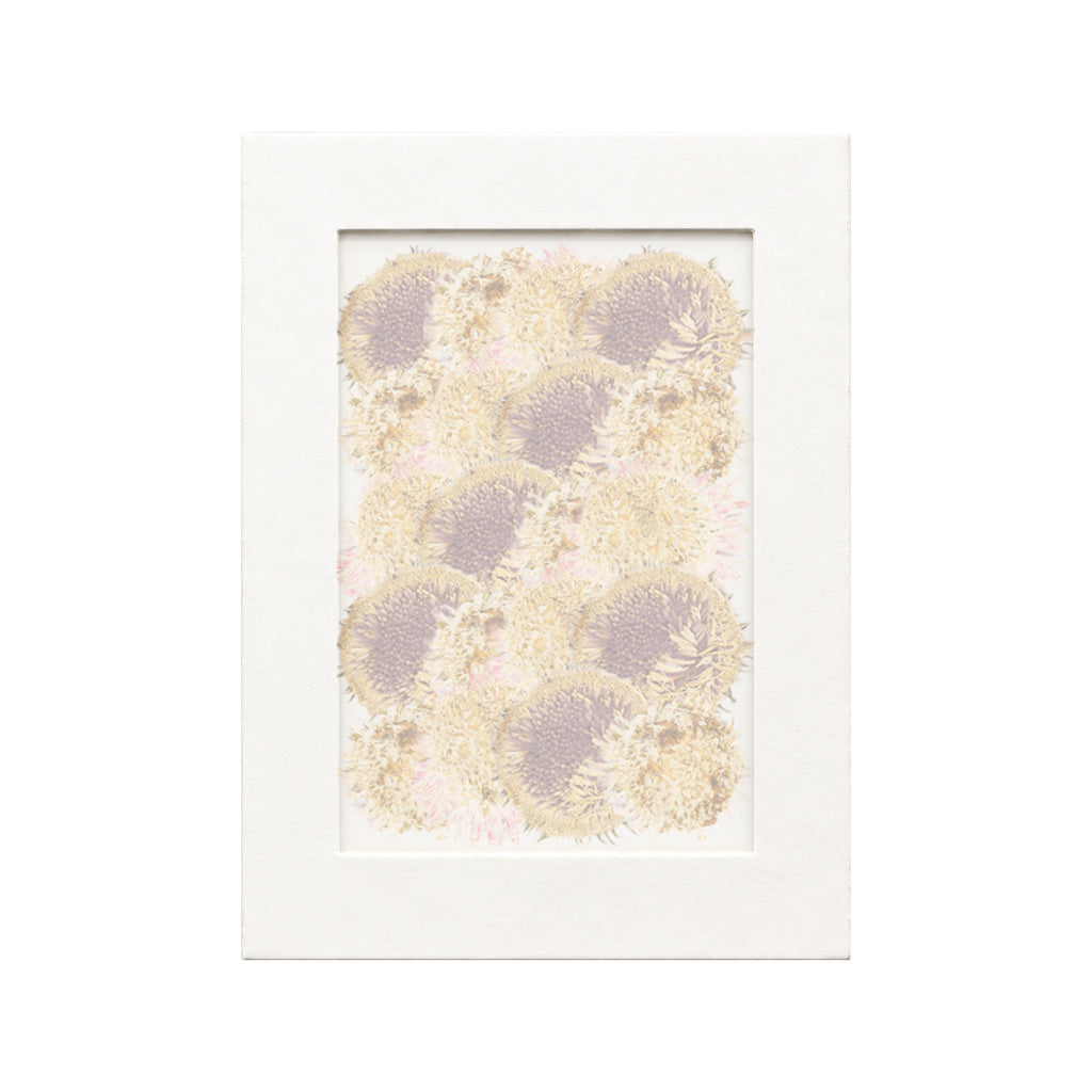 20 pressed Gerbera Flower Centers pieces in their natural botanical colors beneath translucent tracing paper