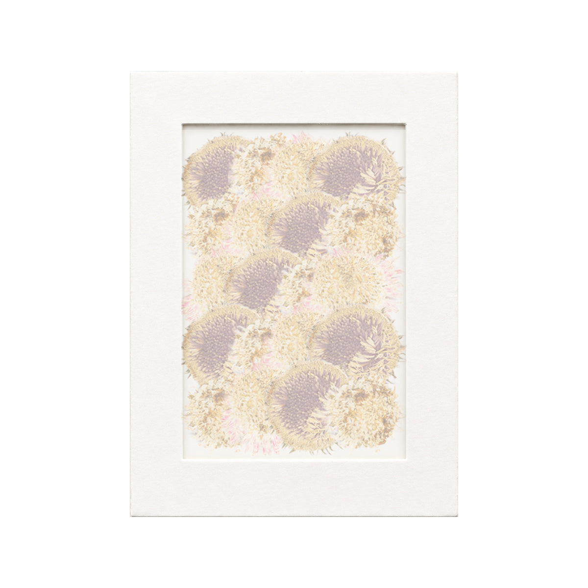 20 pressed Gerbera Flower Centers pieces in their natural botanical colors beneath translucent tracing paper
