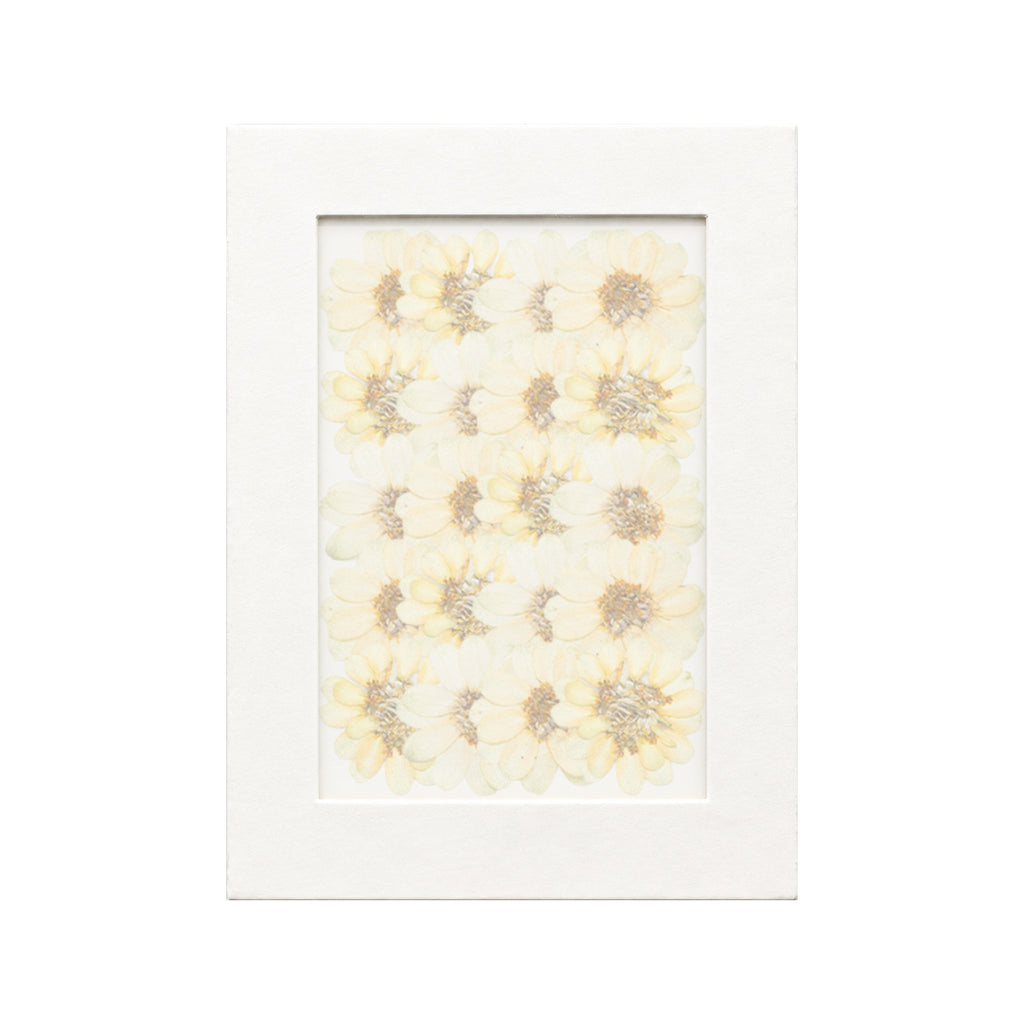 20 pressed Zinnia pieces in their natural botanical colors beneath translucent tracing paper
