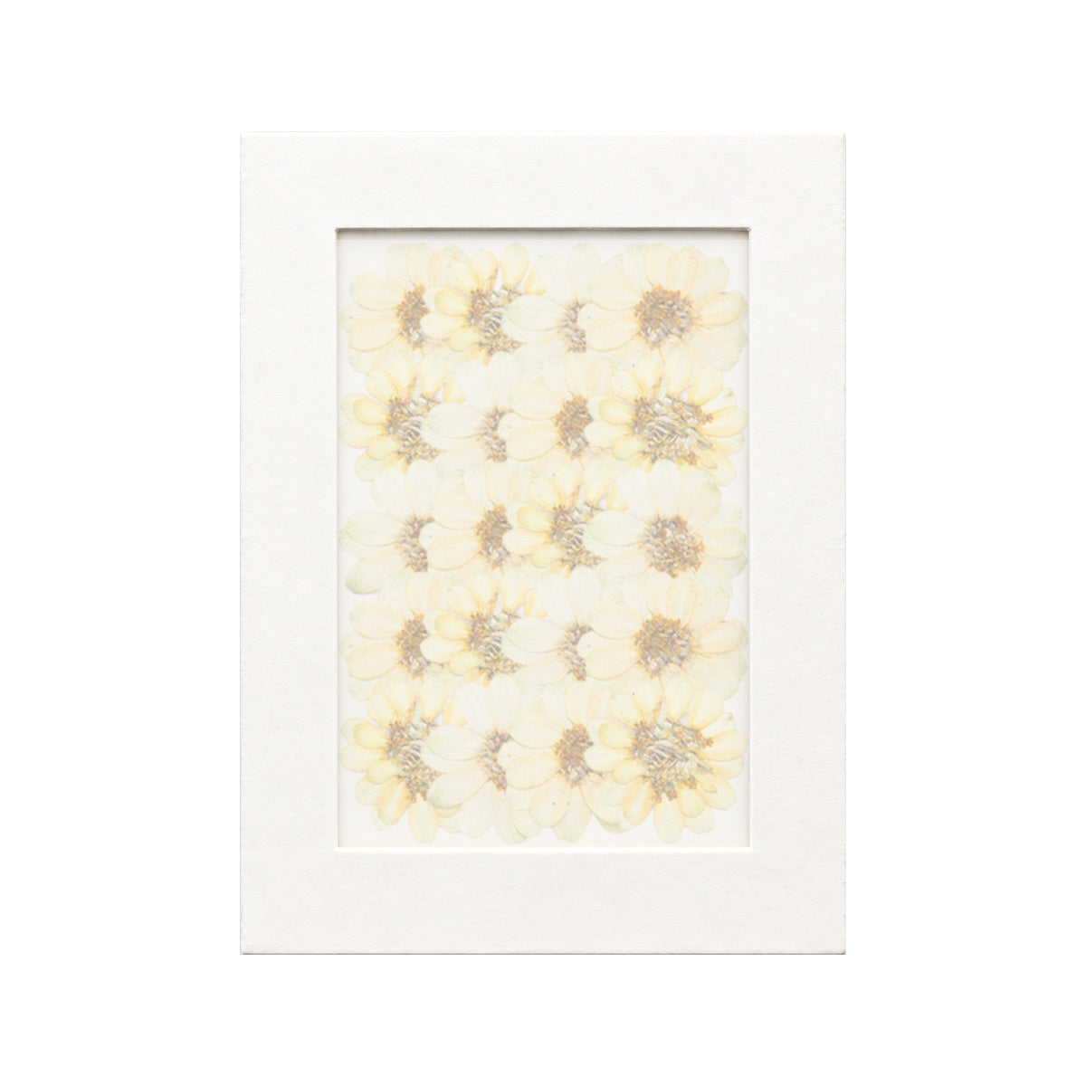 20 pressed Zinnia pieces in their natural botanical colors beneath translucent tracing paper