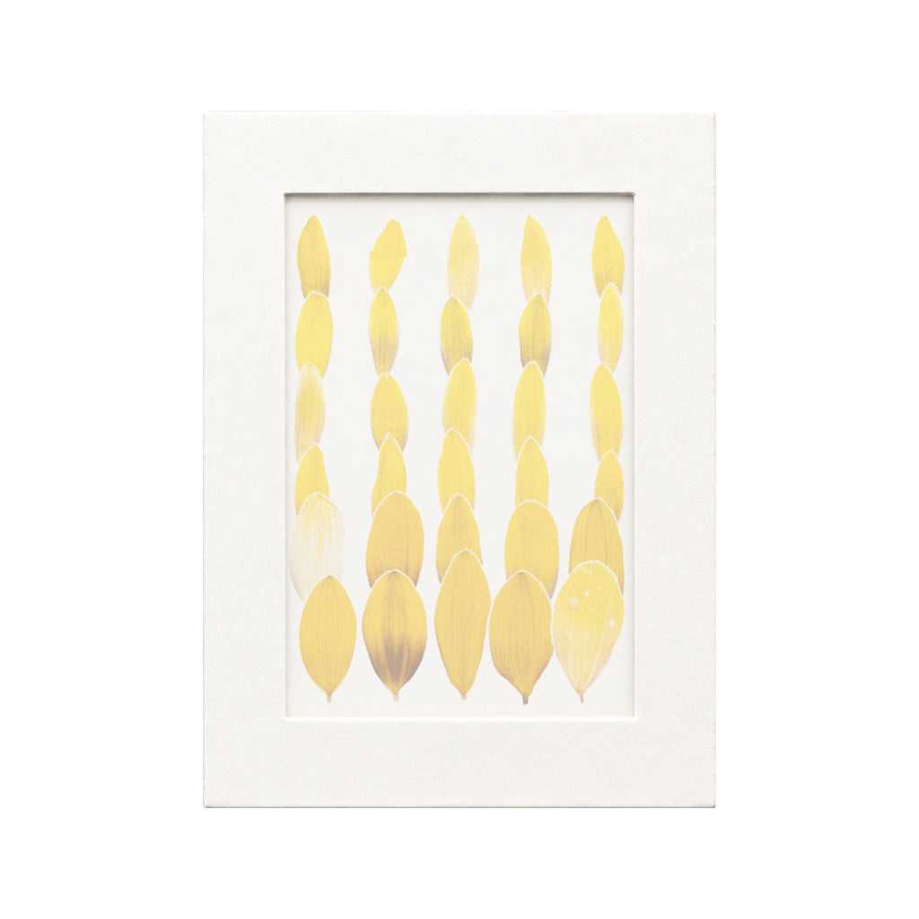 30 pressed Sunflower Petals pieces in their natural botanical colors beneath translucent tracing paper
