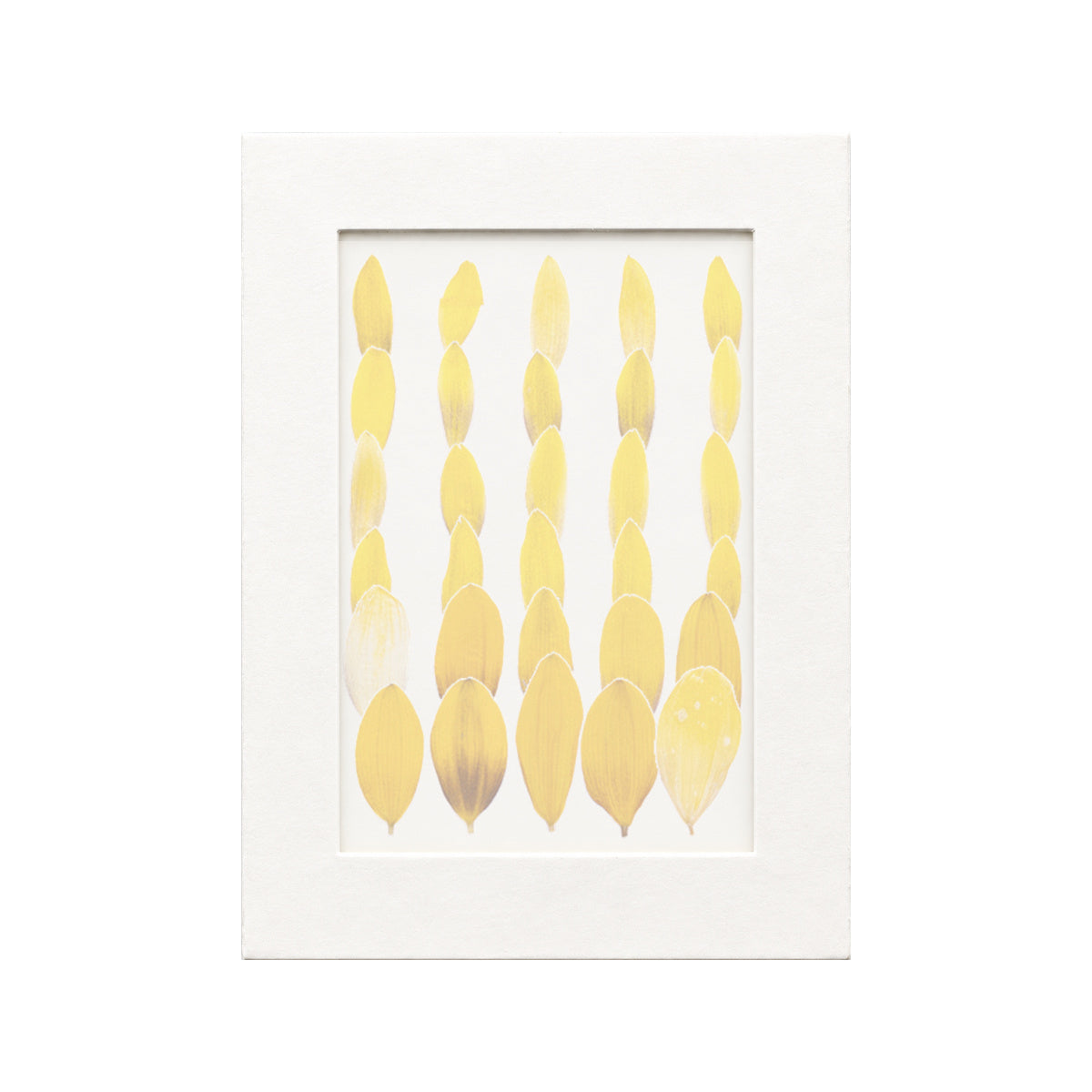 30 pressed Sunflower Petals pieces in their natural botanical colors beneath translucent tracing paper