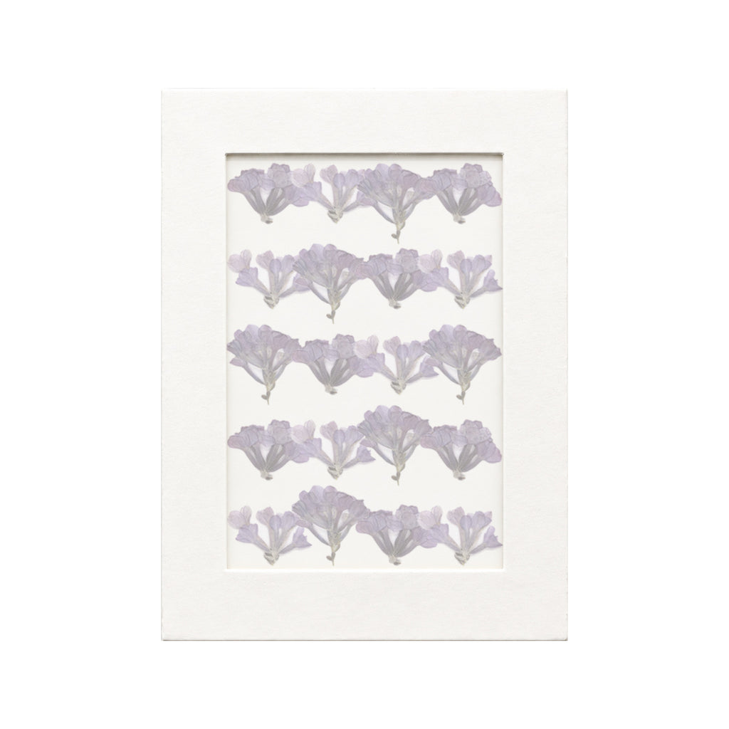 20 pressed Lilac pieces in their natural botanical colors beneath translucent tracing paper