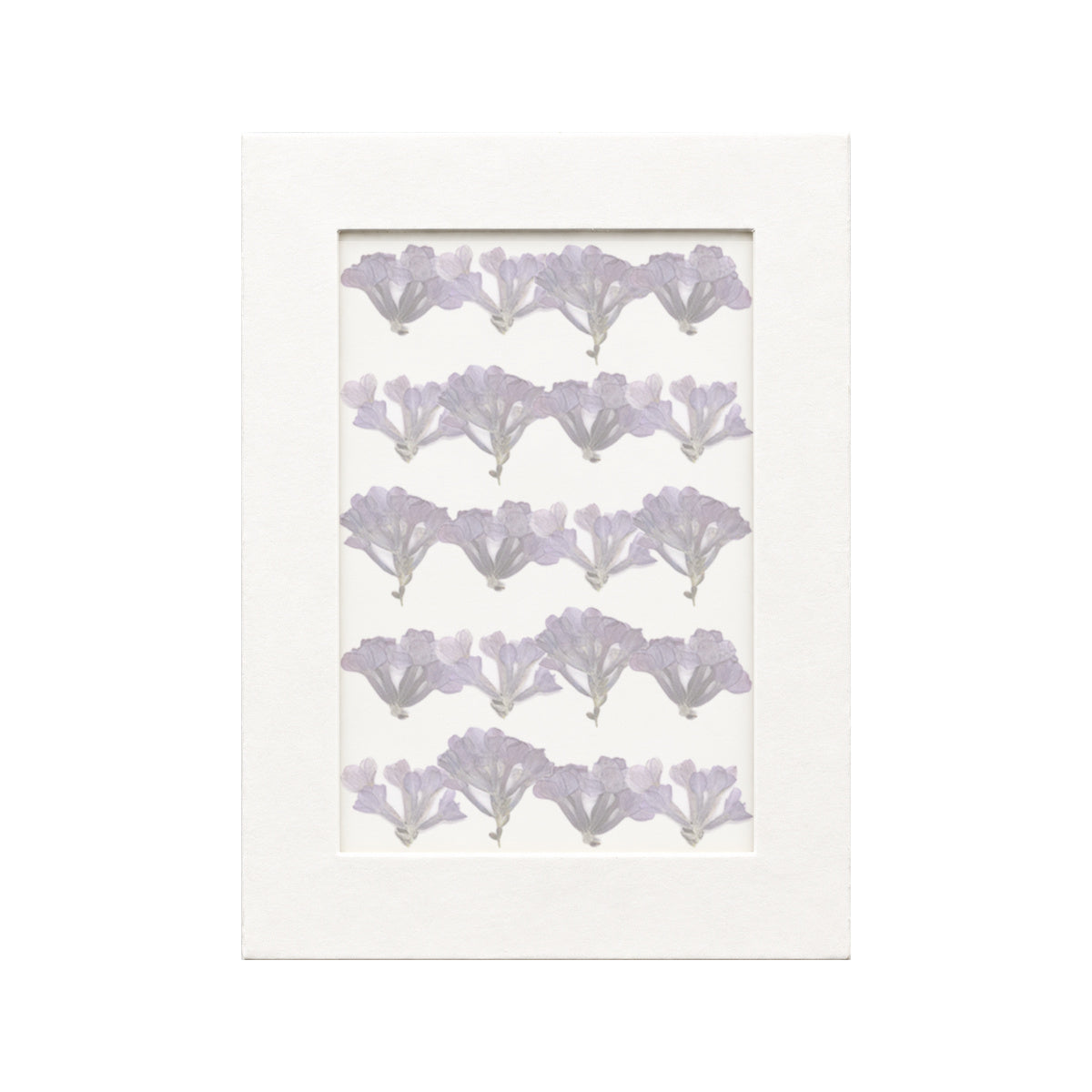 20 pressed Lilac pieces in their natural botanical colors beneath translucent tracing paper
