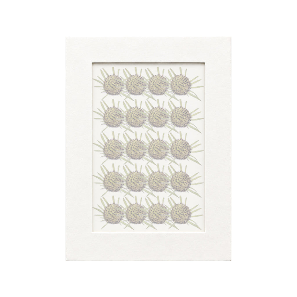 20 pressed Pincushion Flower Seedheads pieces in their natural botanical colors beneath translucent tracing paper