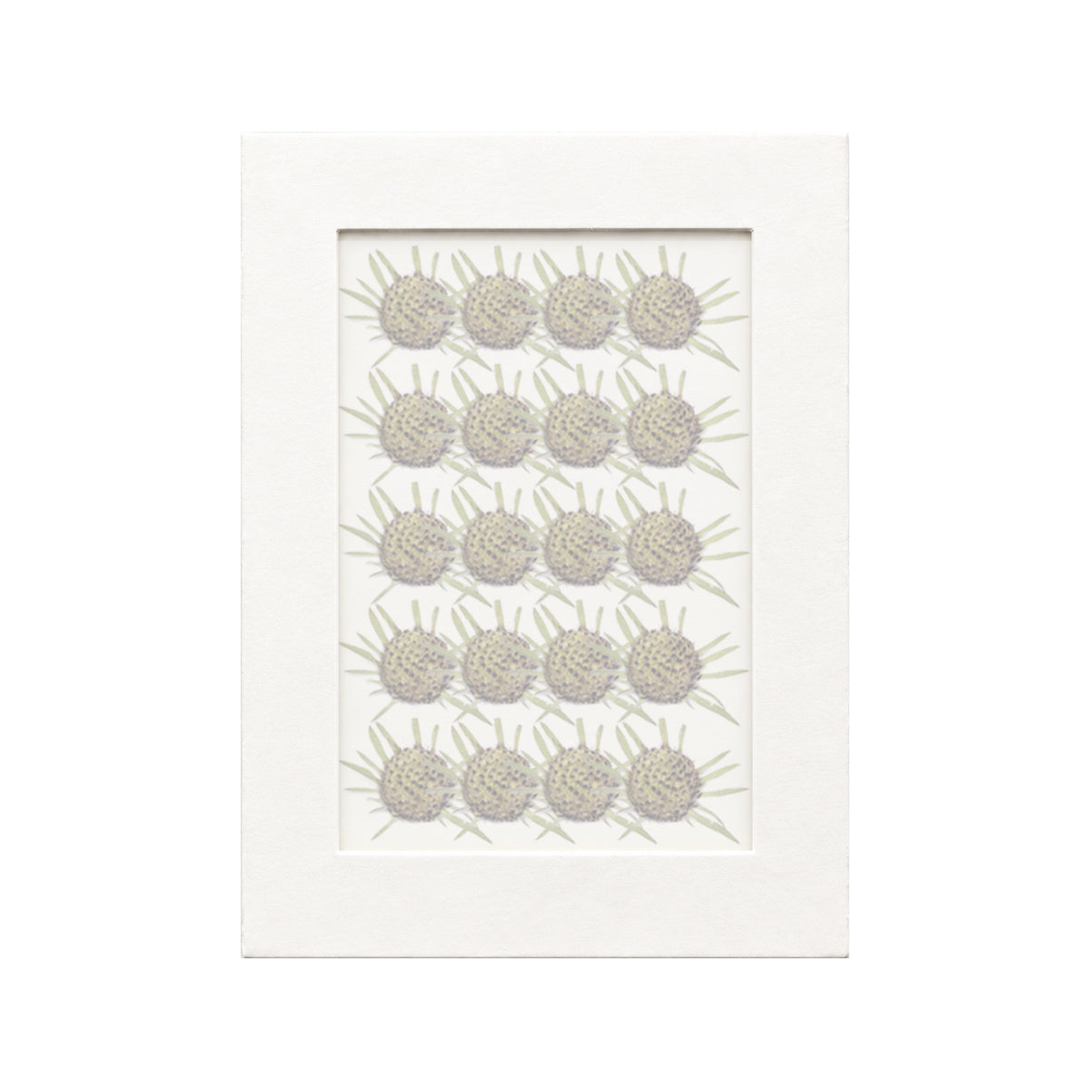 20 pressed Pincushion Flower Seedheads pieces in their natural botanical colors beneath translucent tracing paper